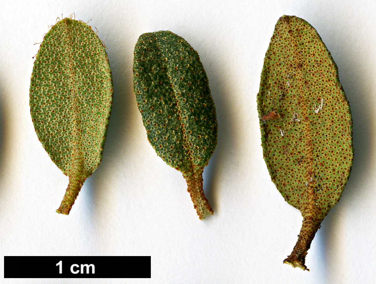 High resolution image: Family: Ericaceae - Genus: Rhododendron - Taxon: yungningense 